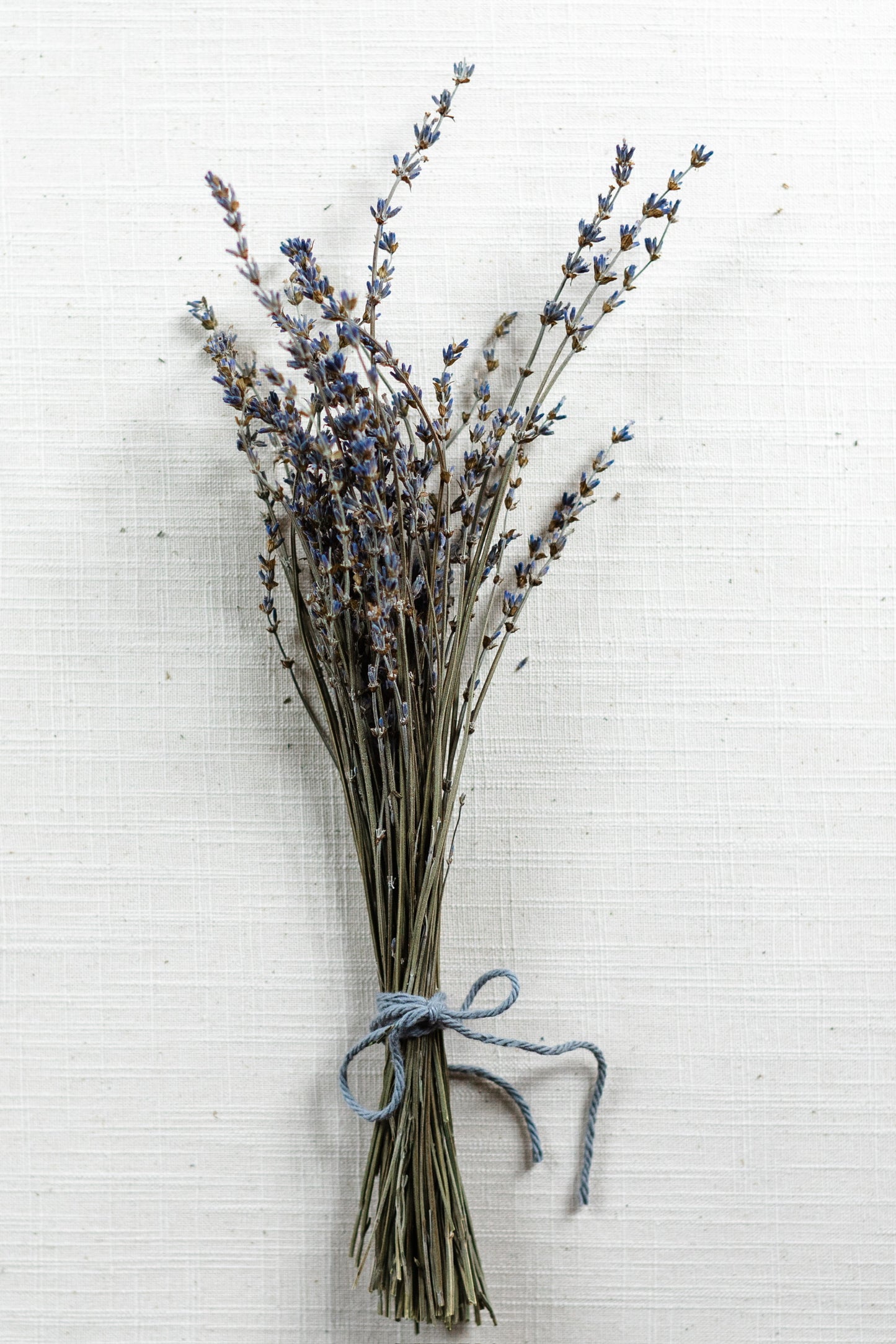 Dried Lavender Bundle - Maillette farm fresh, traditional French lavender, 12”-16” height