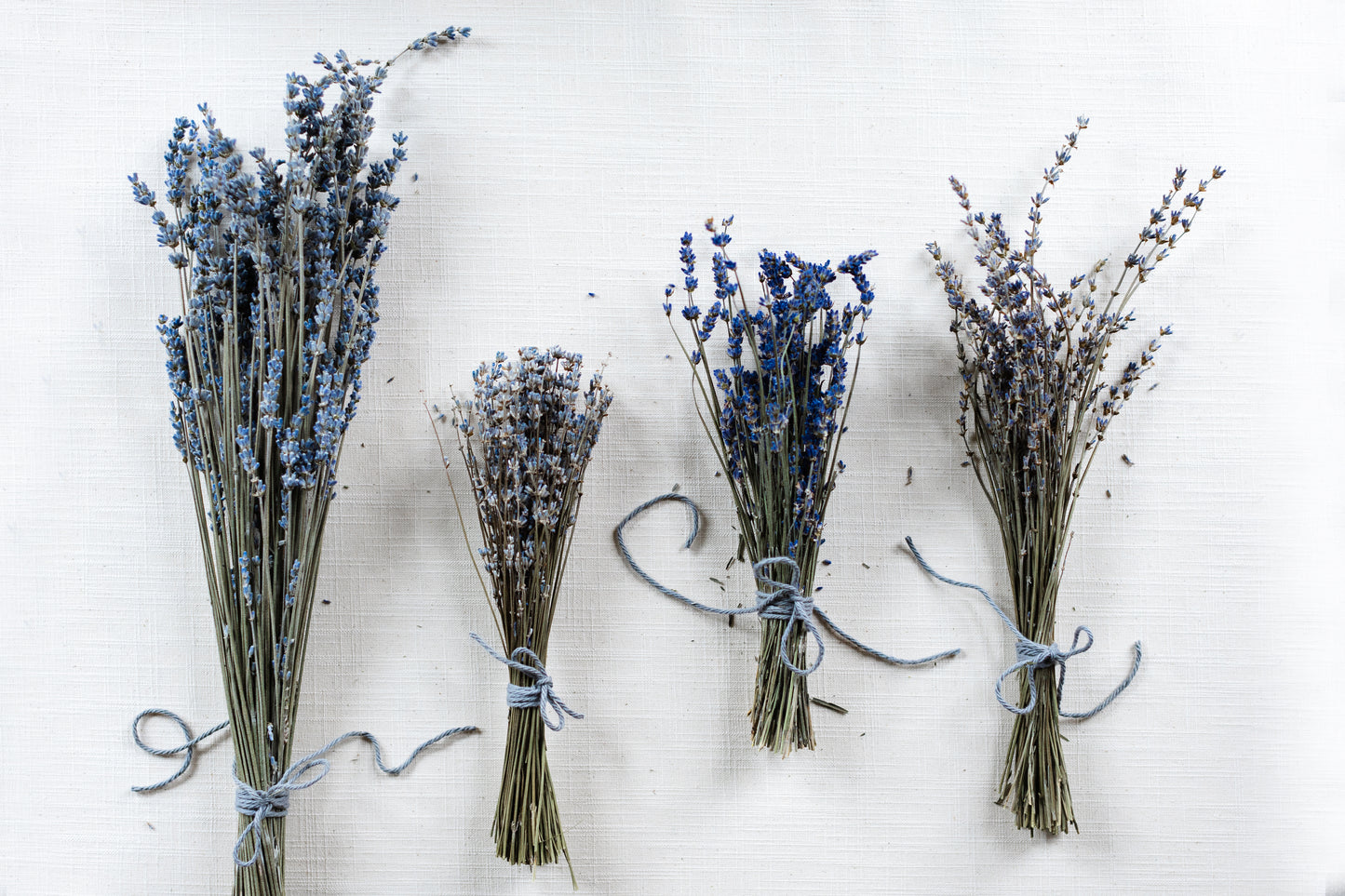 4 varieties of dried lavender bundles in a row. All are tied with grey string. From left to right: Silver Frost, Twickle Purple, Big Time Blue, Maillette