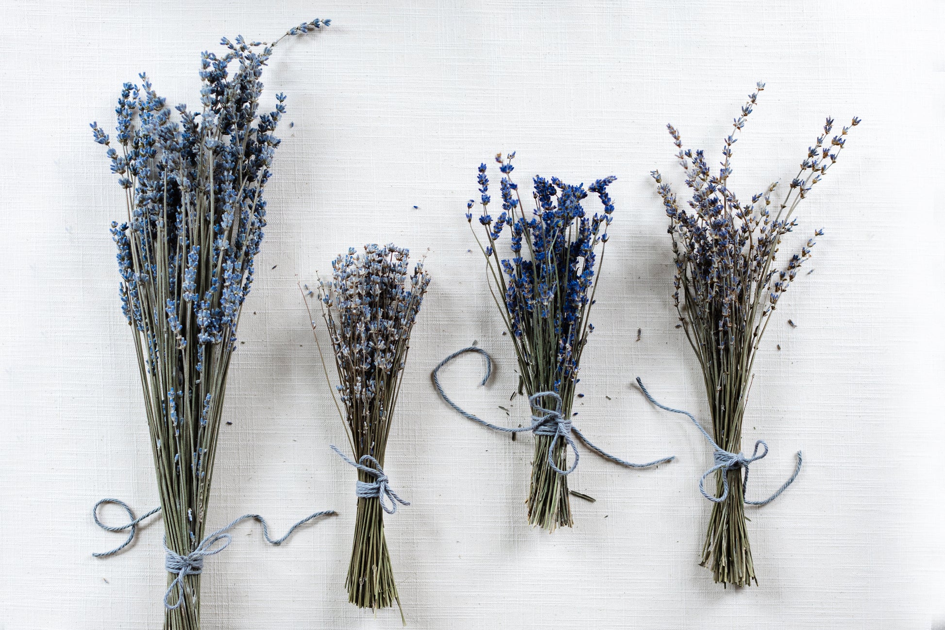 4 varieties of dried lavender bundles in a row. All are tied with grey string. From left to right: Silver Frost, Twickle Purple, Big Time Blue, Maillette