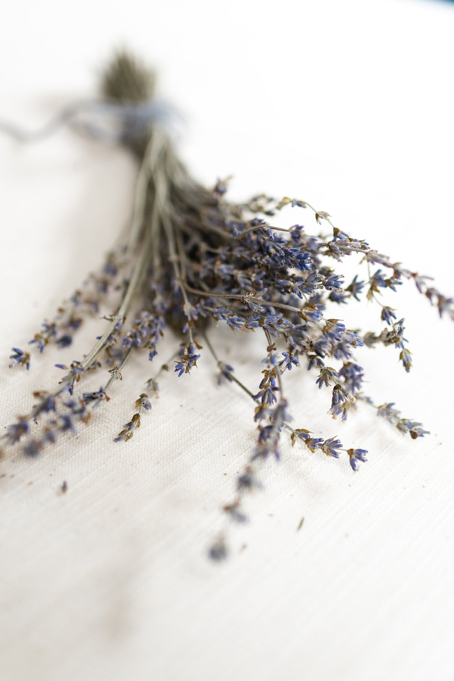 Dried Lavender Bundle - Maillette farm fresh, traditional French lavender, 12”-16” height