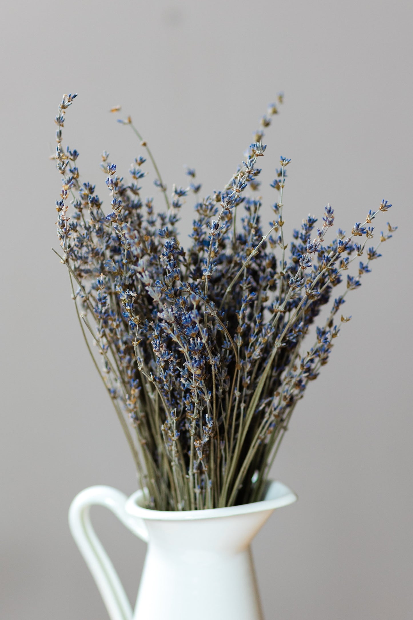 Dried Lavender Bundle - Maillette farm fresh, traditional French lavender, 12”-16” height