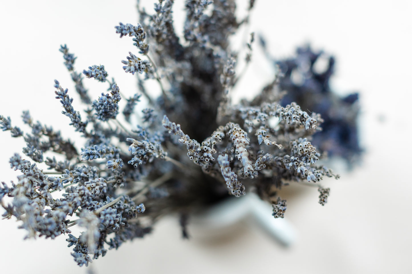 Dried Lavender Bundle - 50+ stems, 18-20 inches height, Silver Greyish Blue, Lavender variety called "Silver Frost"