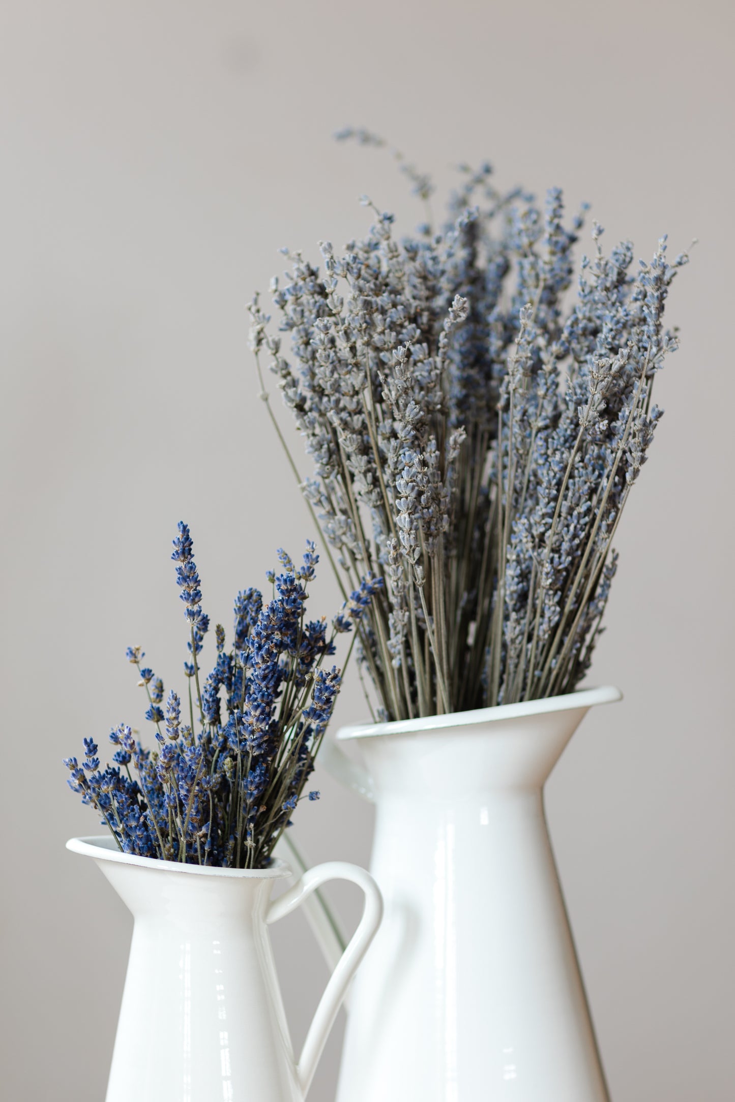 Dried Lavender Bundle - 50+ stems, 18-20 inches height, Silver Greyish Blue, Lavender variety called "Silver Frost"
