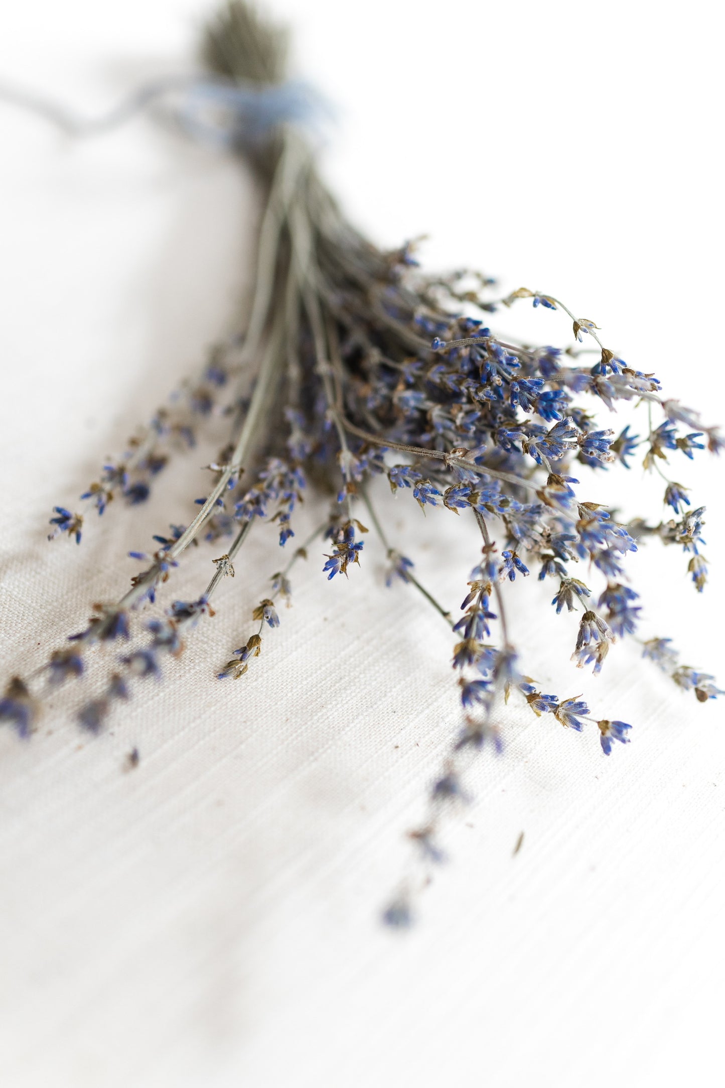 Dried Lavender Bundle - Maillette farm fresh, traditional French lavender, 12”-16” height