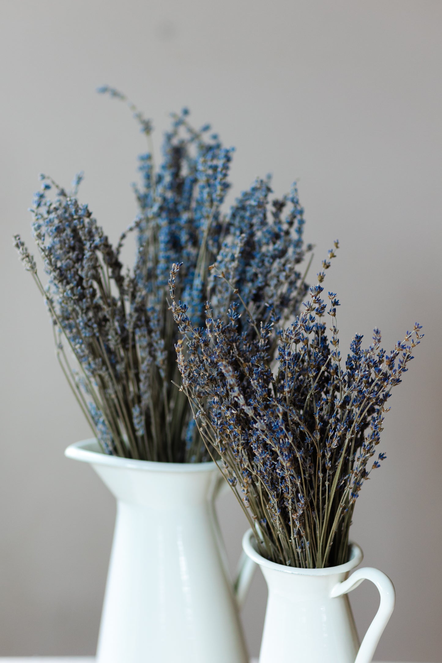 Dried Lavender Bundle - 50+ stems, 18-20 inches height, Silver Greyish Blue, Lavender variety called "Silver Frost"