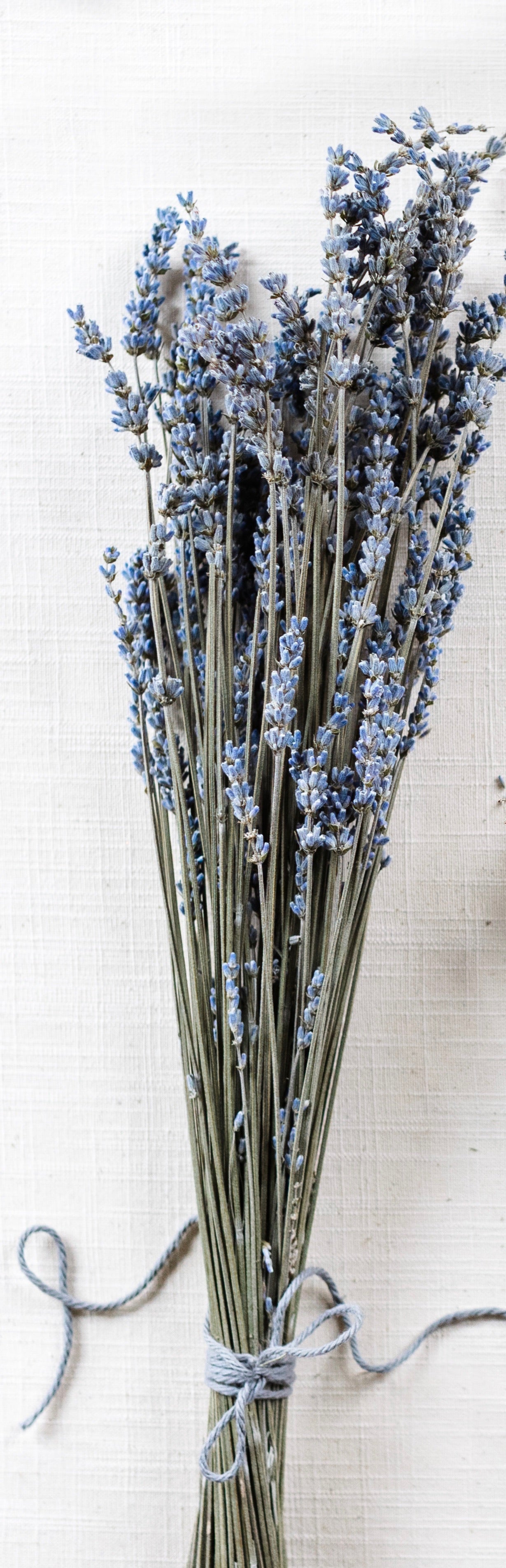 Dried Lavender Bundle - 50+ stems, 18-20 inches height, Silver Greyish Blue, Lavender variety called "Silver Frost"