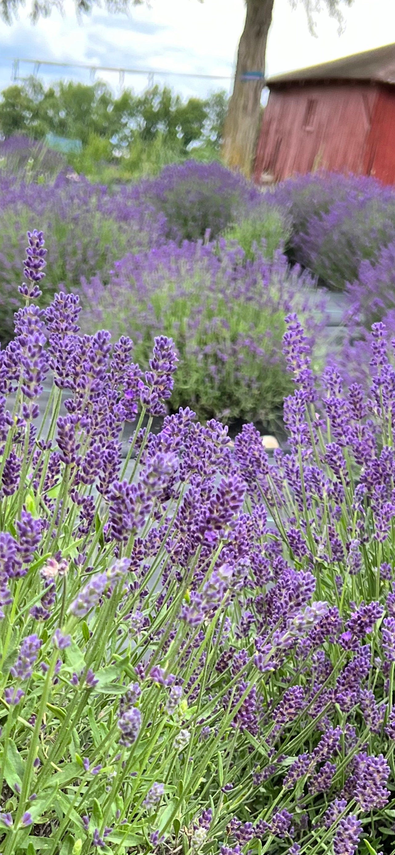 A lush field of blooming lavender plants, illustrating the source of the lavender used in the sachets.