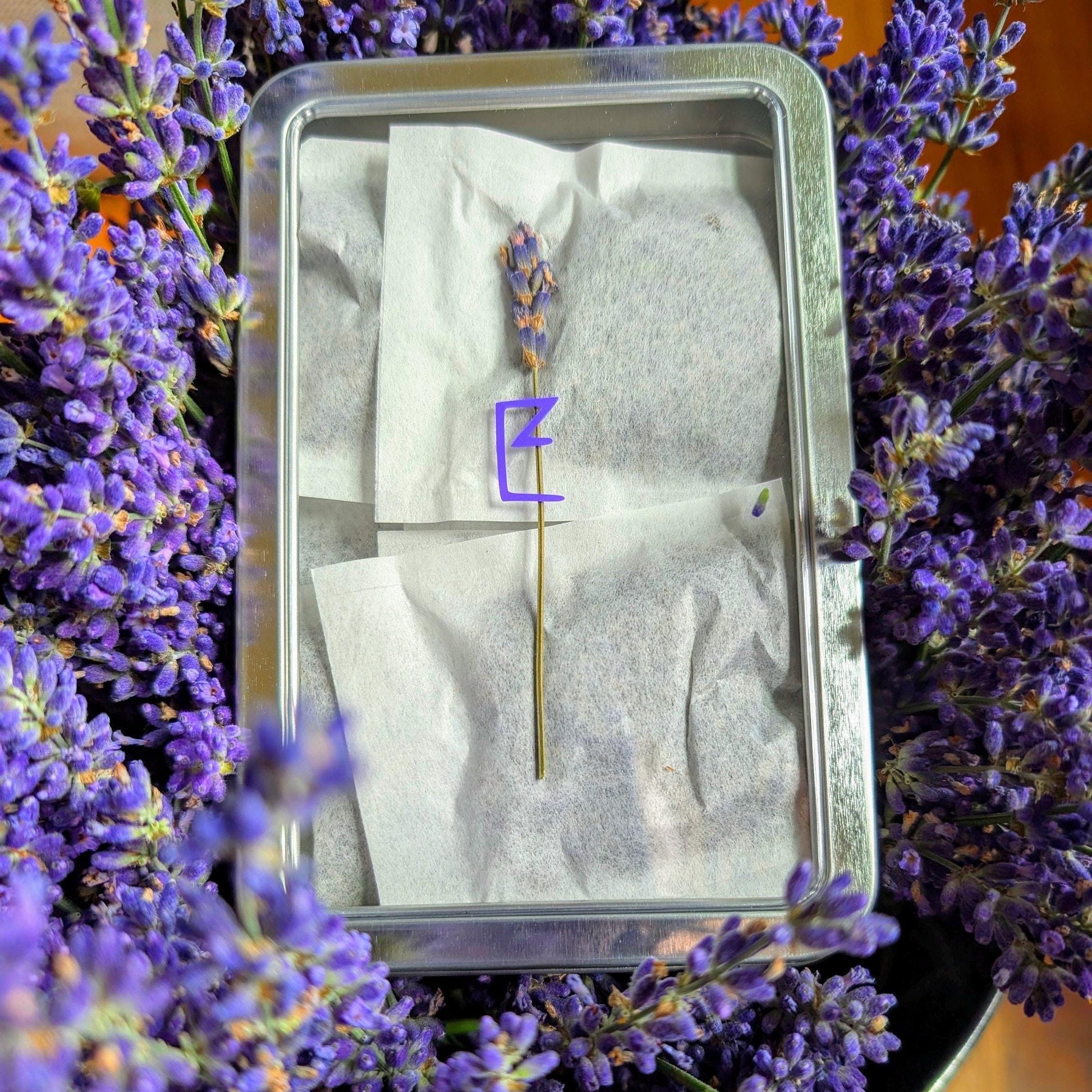 A tin box filled with handmade lavender sachets, surrounded by fresh lavender flowers. The sachets are neatly arranged, showcasing their biodegradable packaging.