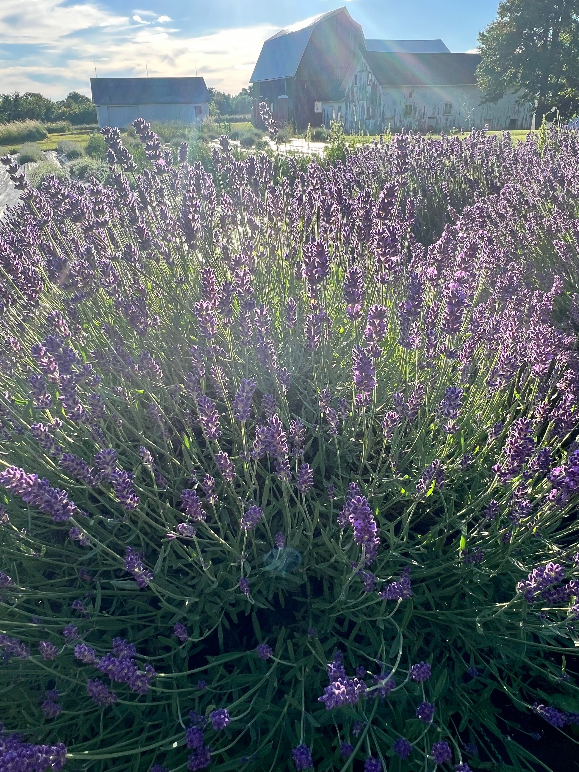 Infuse Lavender Gift Set - scents of lavender including 1 sachet tin, 1 linen/room spray, 1 balm stick (4)