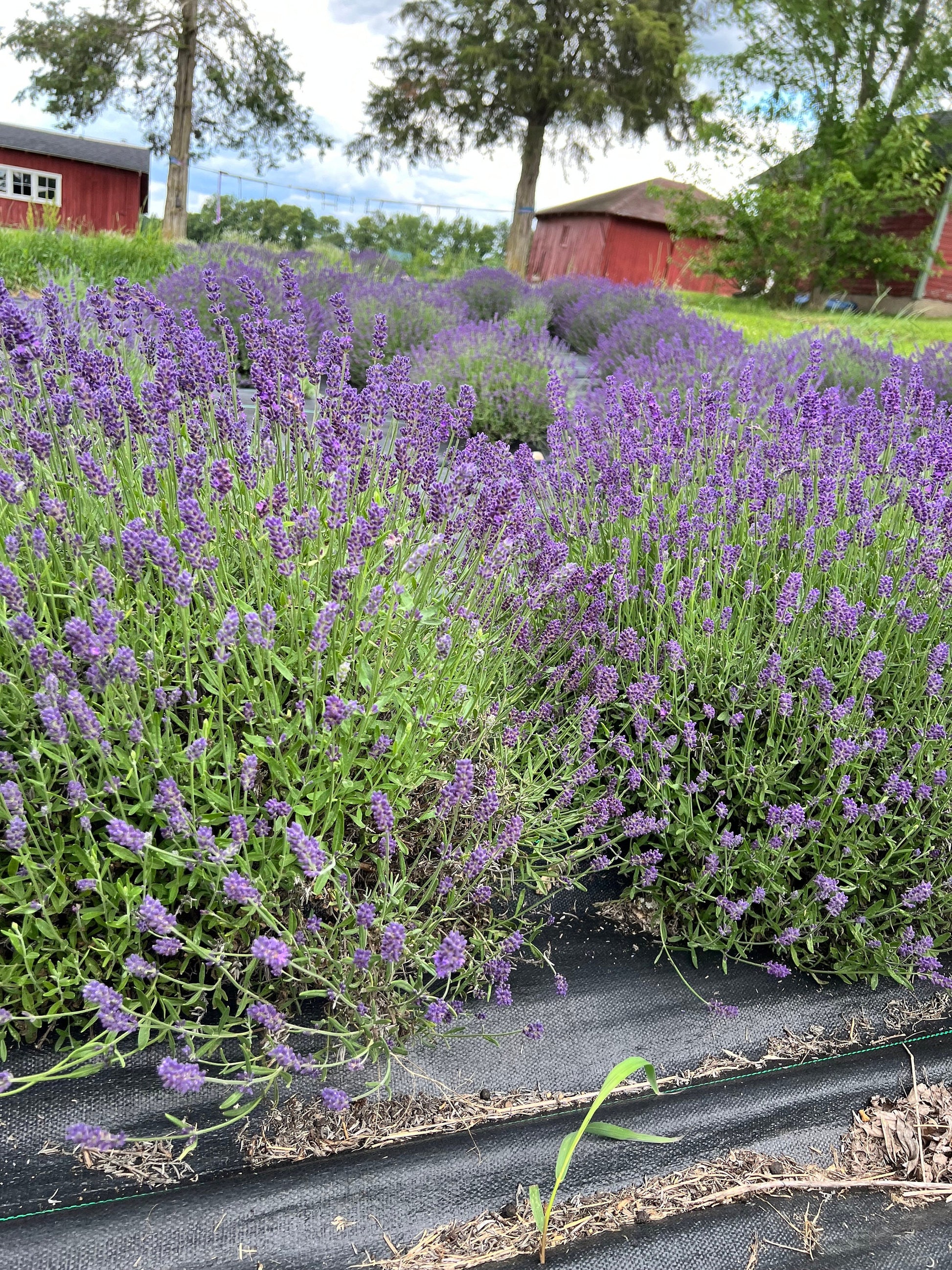 Infuse Lavender Gift Set - scents of lavender including 1 sachet tin, 1 linen/room spray, 1 balm stick (4)