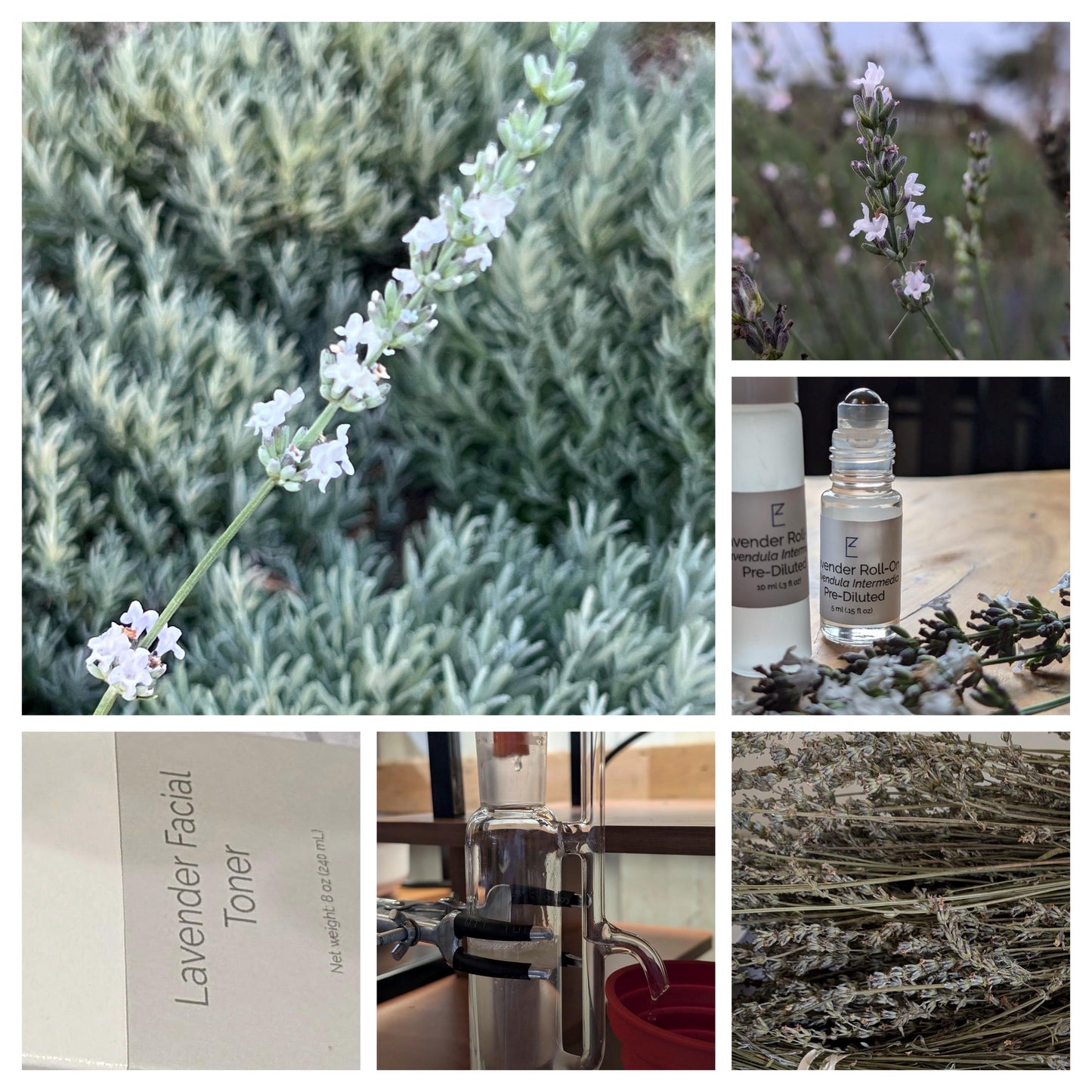 A collage of six images featuring close-ups of white lavender flowers, with a Lavender Roll-On bottle placed amidst the blooming plants and a distillation setup.