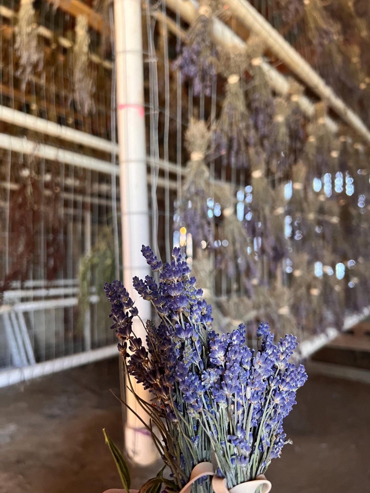 A bundle of freshly harvested lavender with vibrant purple flowers is displayed in the foreground, set against a backdrop of drying lavender sprigs hanging in rows in a rustic, warmly lit drying barn.