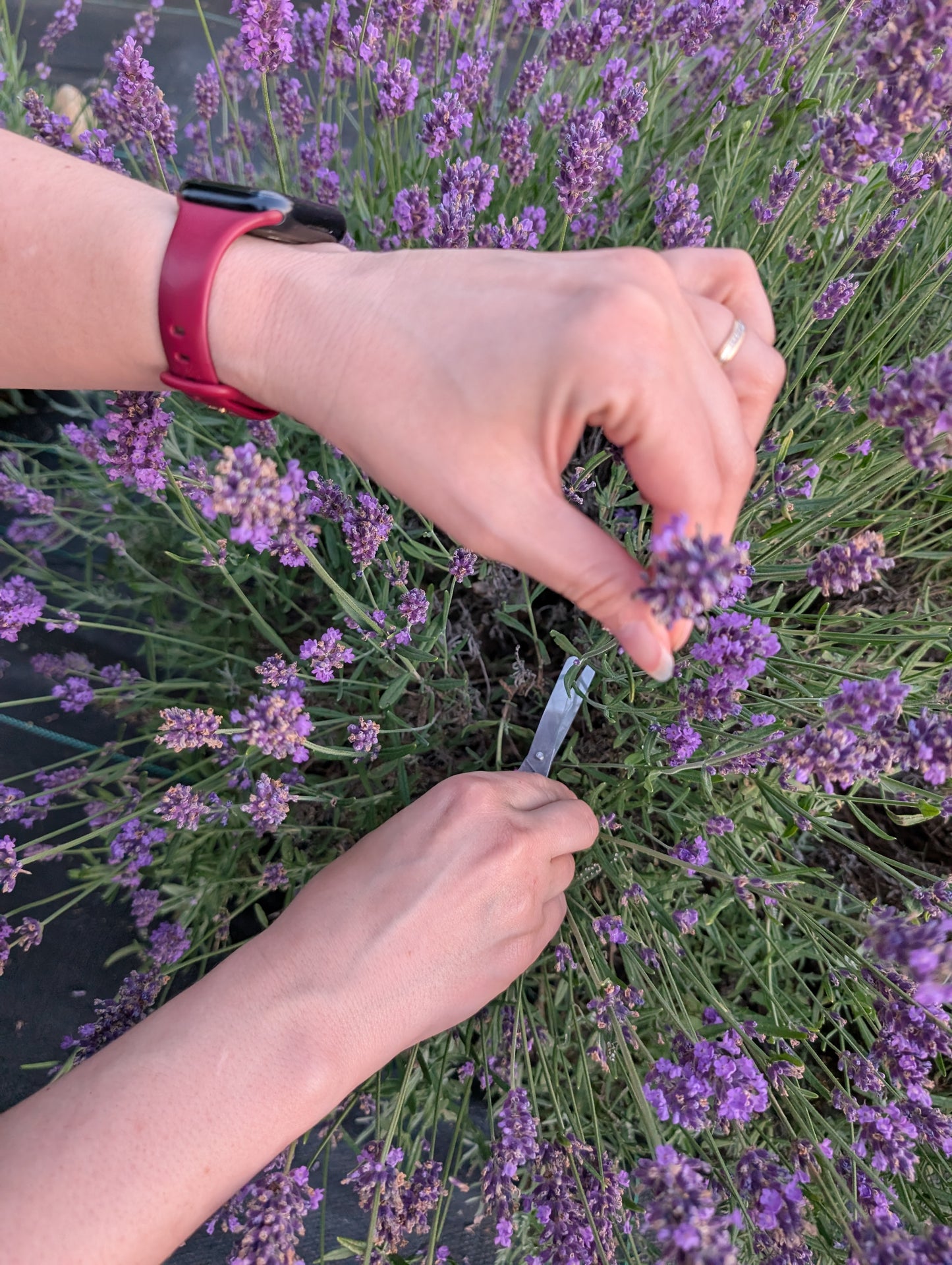 Hands snip lavender stems from a bush in an Ann Arbor field. One hand holds a small bunch, the other uses shears to cut more.