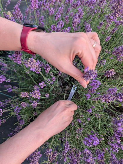 Hands snip lavender stems from a bush in an Ann Arbor field. One hand holds a small bunch, the other uses shears to cut more.