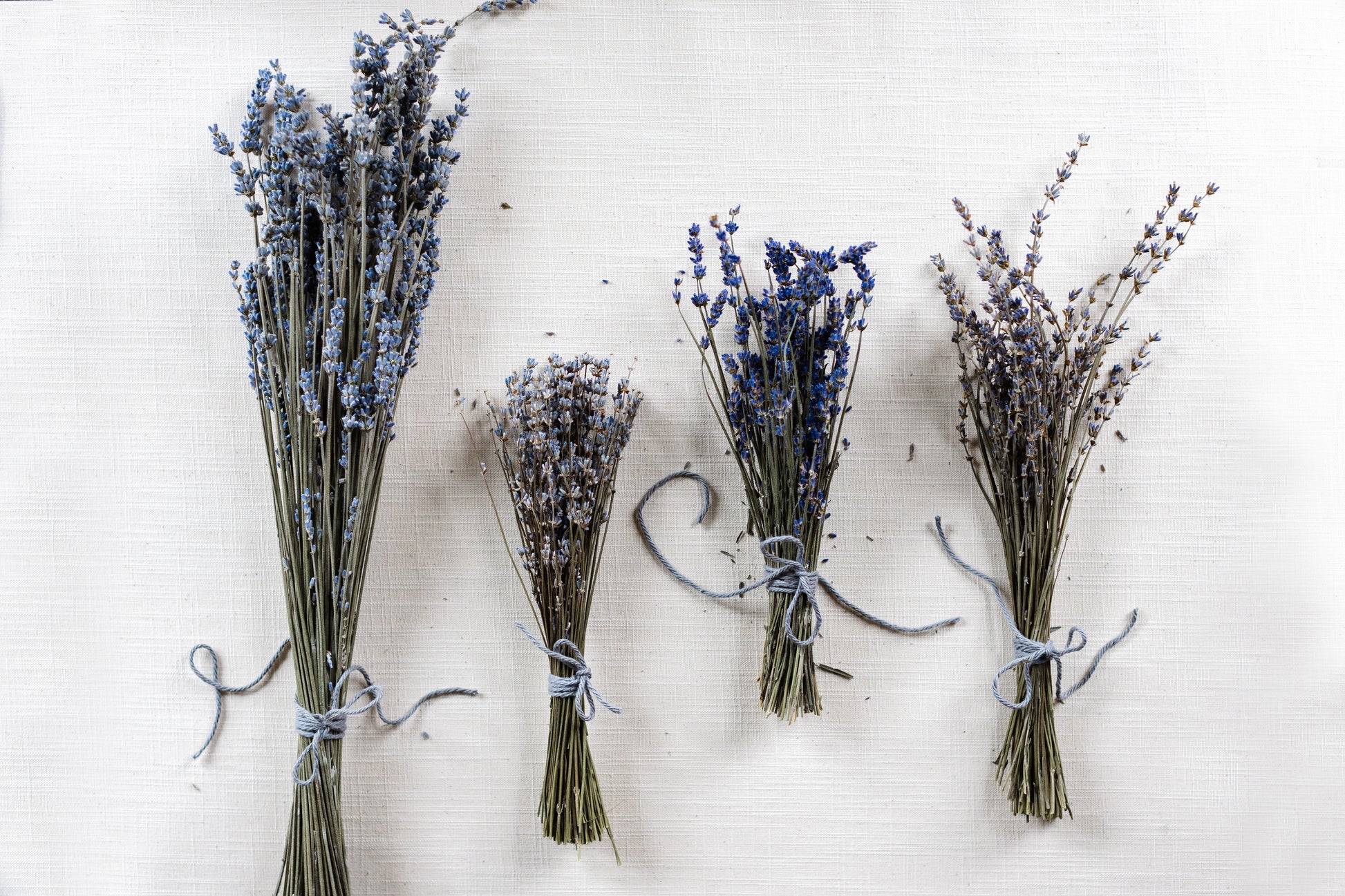 4 varieties of dried lavender bundles in a row. All are tied with grey string. From left to right: Silver Frost, Twickle Purple, Big Time Blue, Maillette