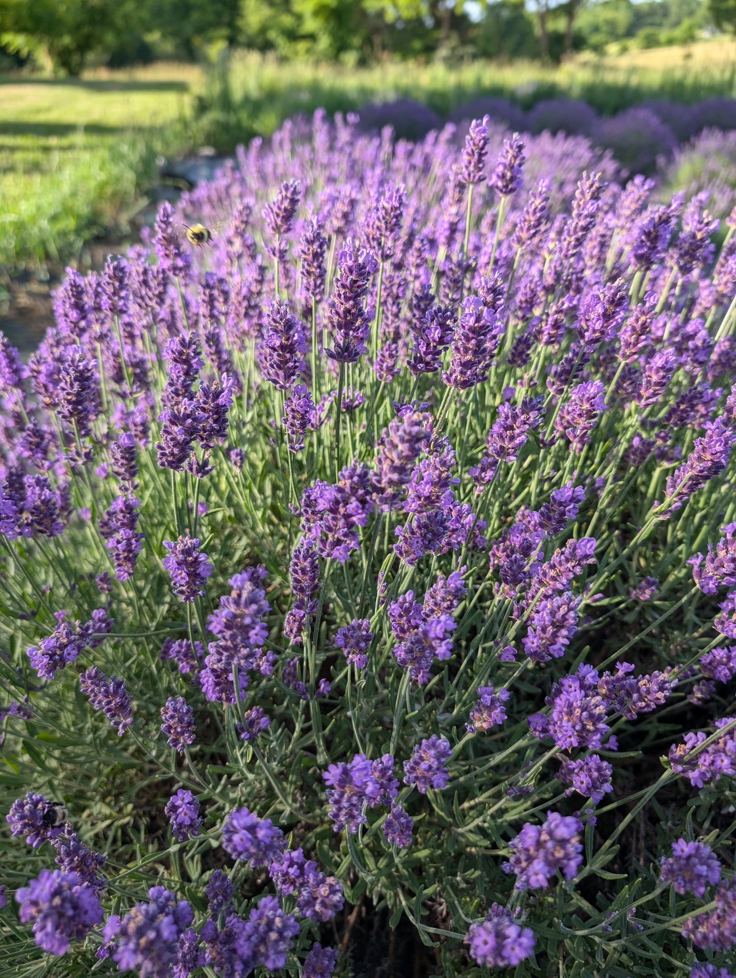 Lavender Sachet Box