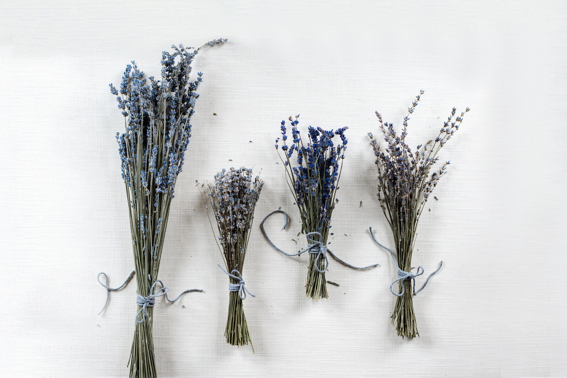 4 varieties of dried lavender bundles in a row. All are tied with grey string. From left to right: Silver Frost, Twickle Purple, Big Time Blue, Maillette