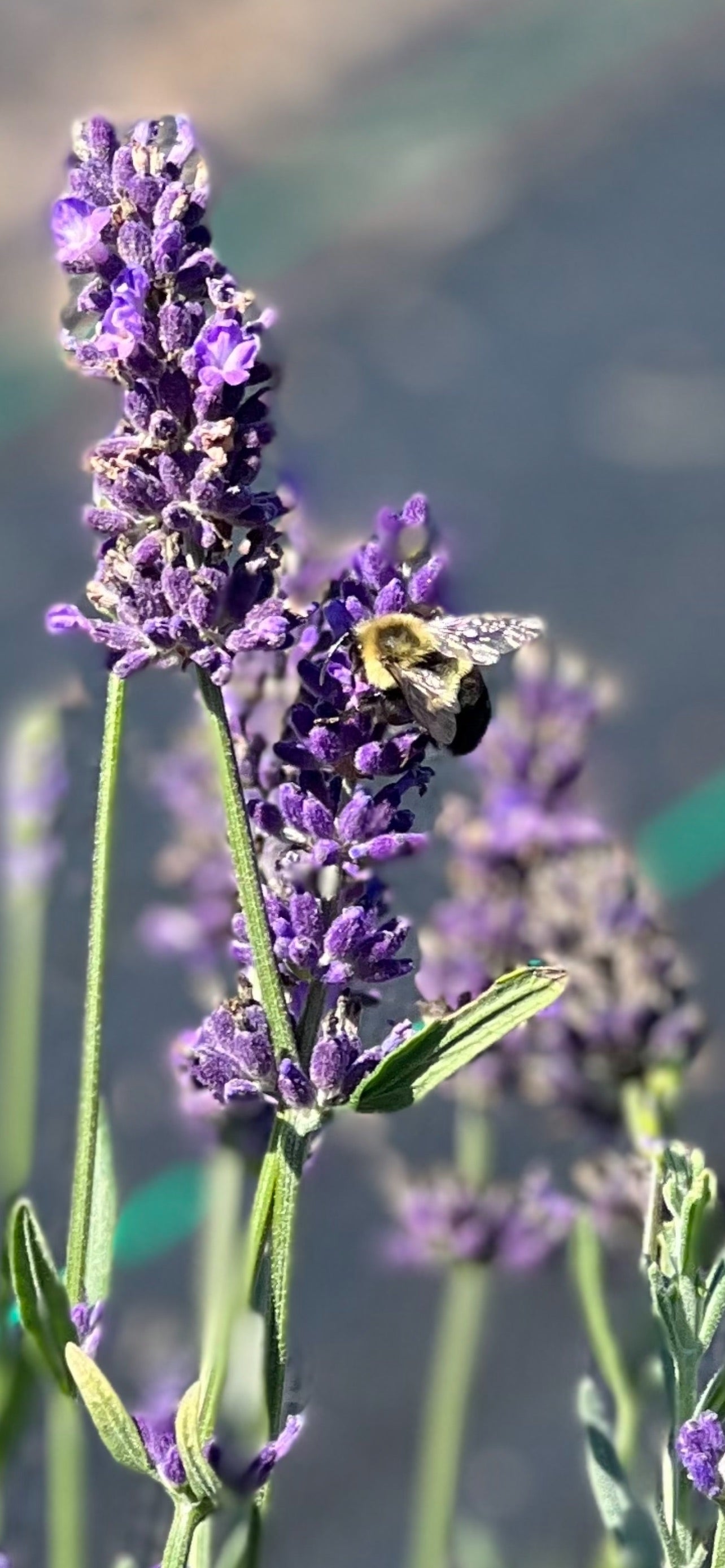 A honeybee perched on a sprig of lavender in bloom. 