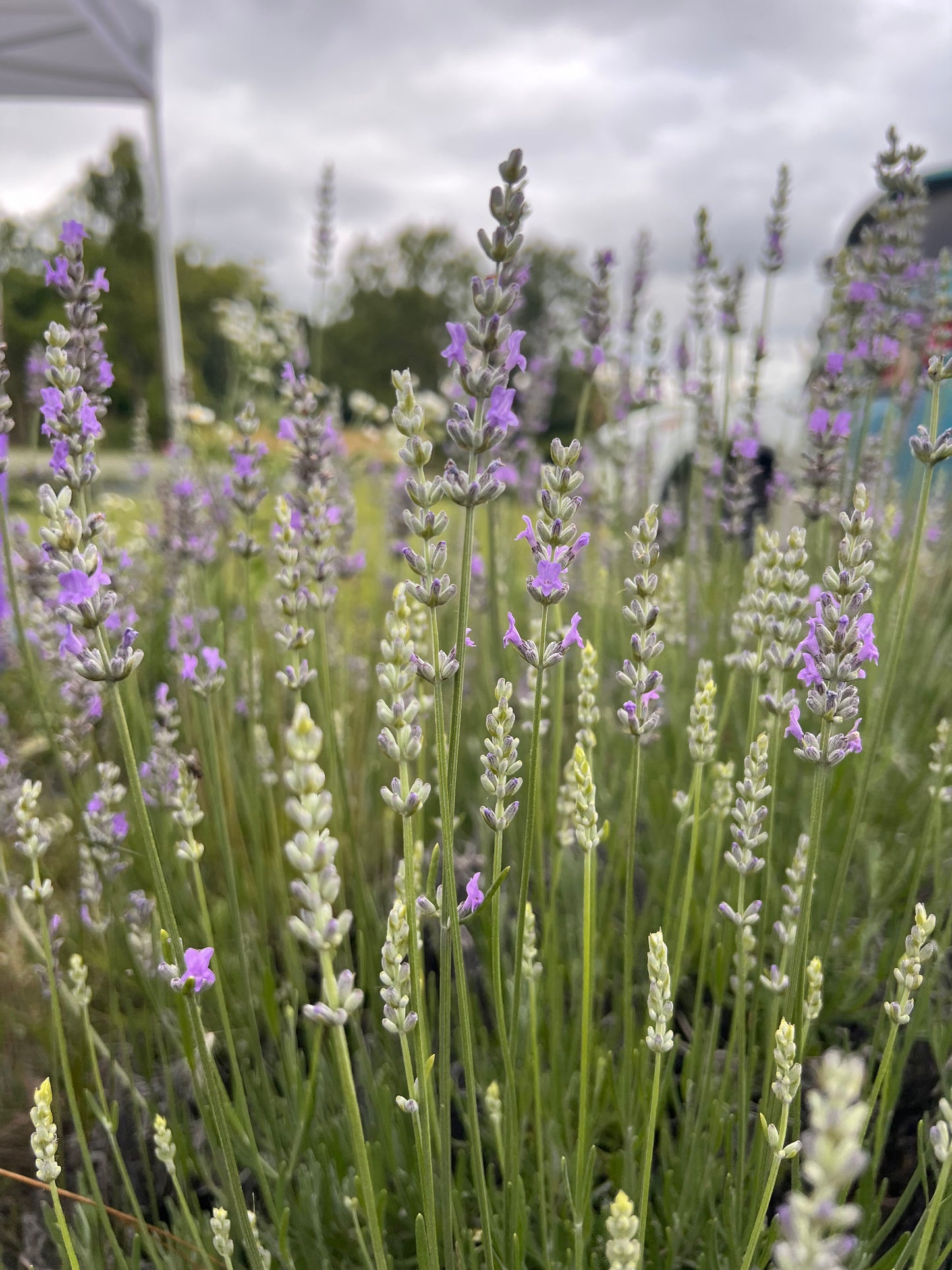 Lavender flowers swaying in the wind with a cloudy sky in the background