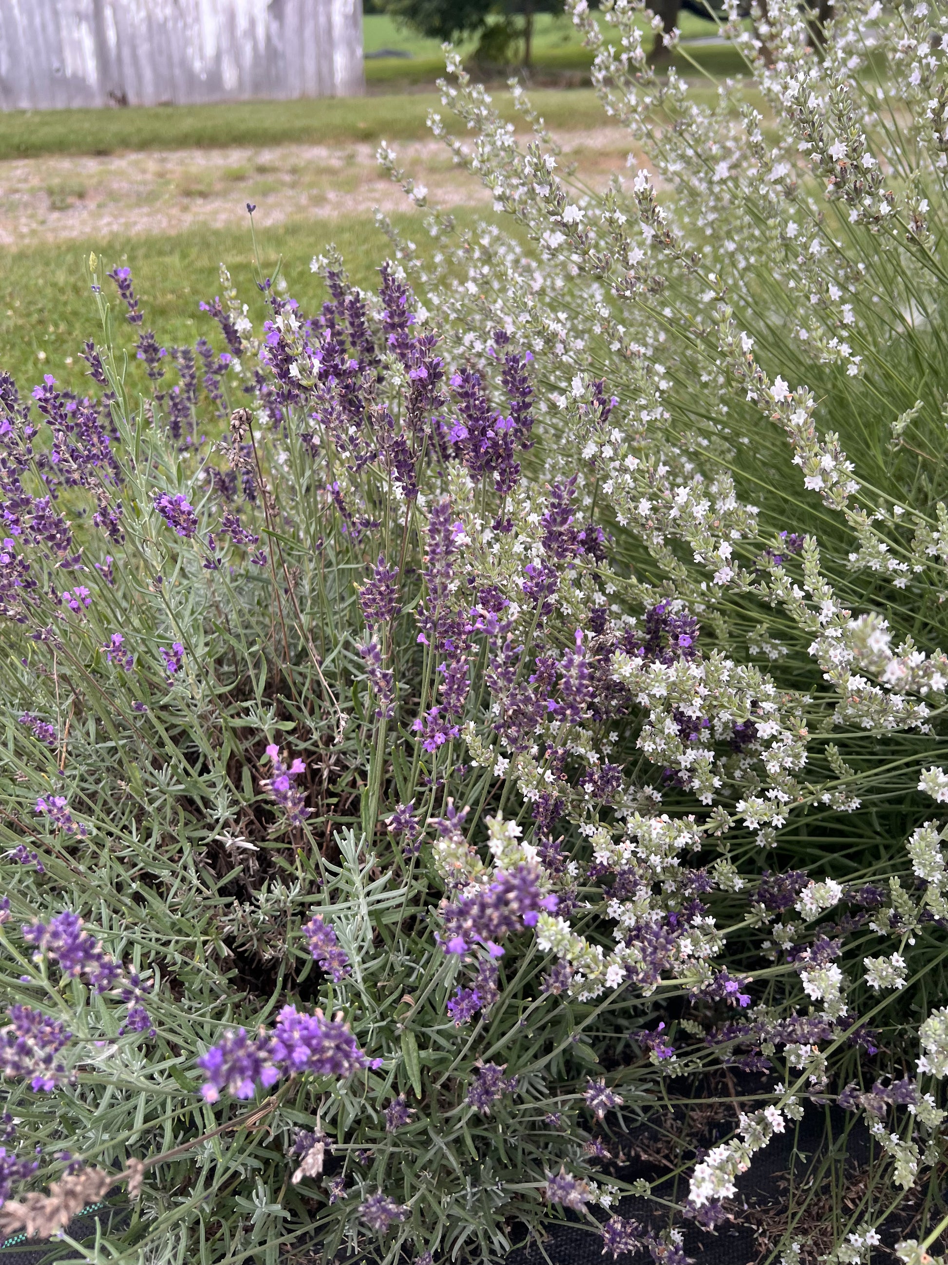 Lavender plants with purple and white flowers in a garden setting