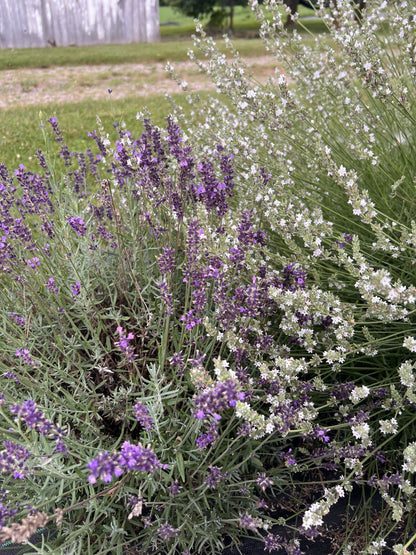 Lavender plants with purple and white flowers in a garden setting