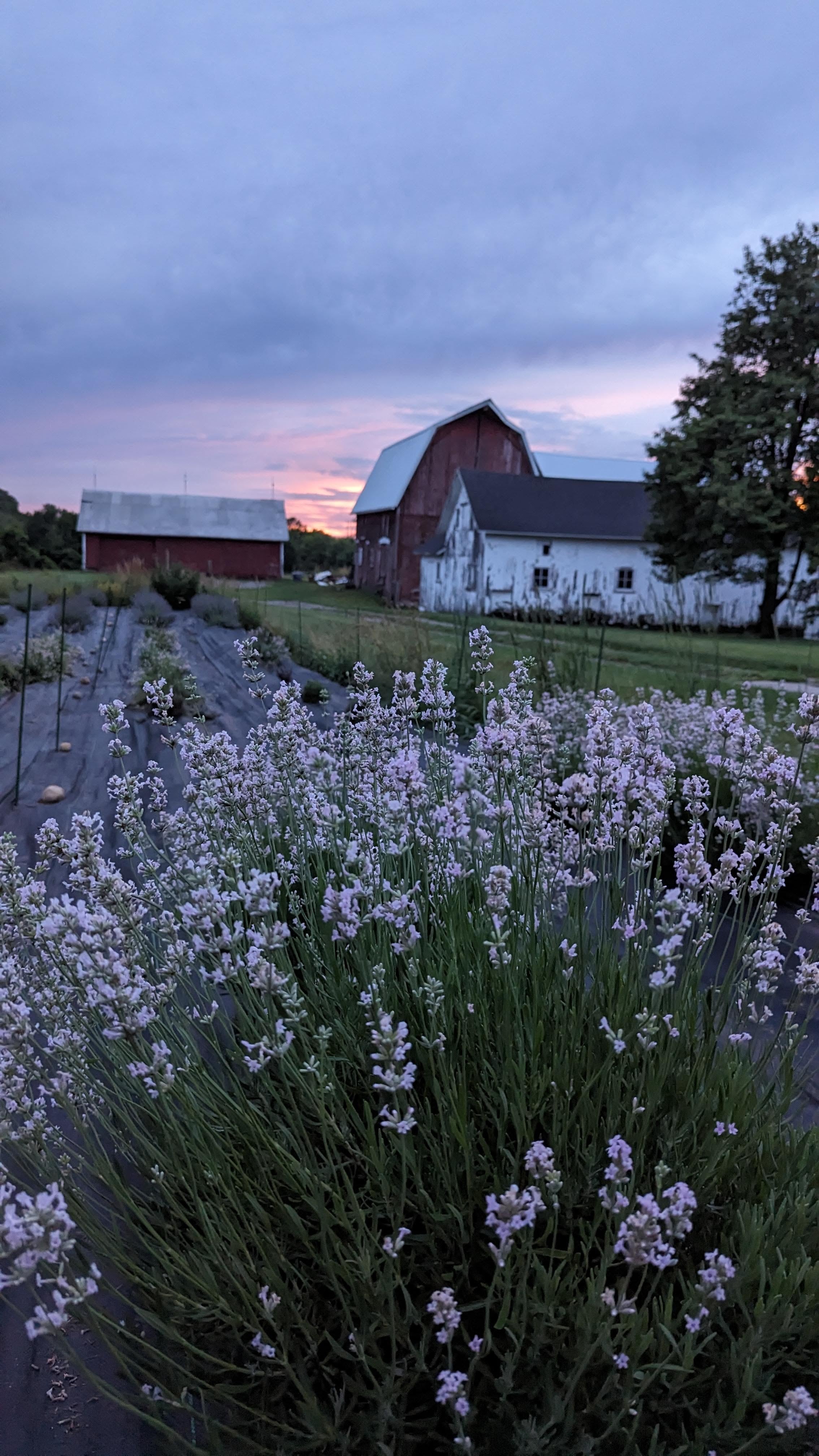 Pink lavender in bloom at sunset on a farm with barns in the background. 