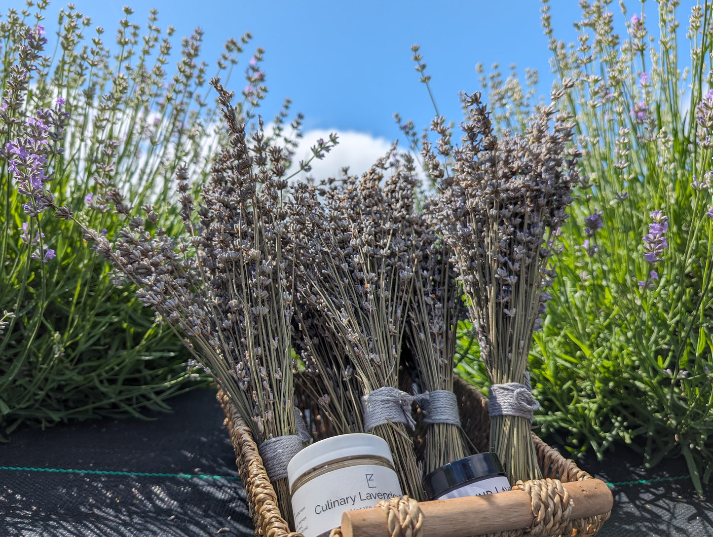 Bundles of dried lavender and jars of lavender products in a basket, set in an Ann Arbor lavender field.