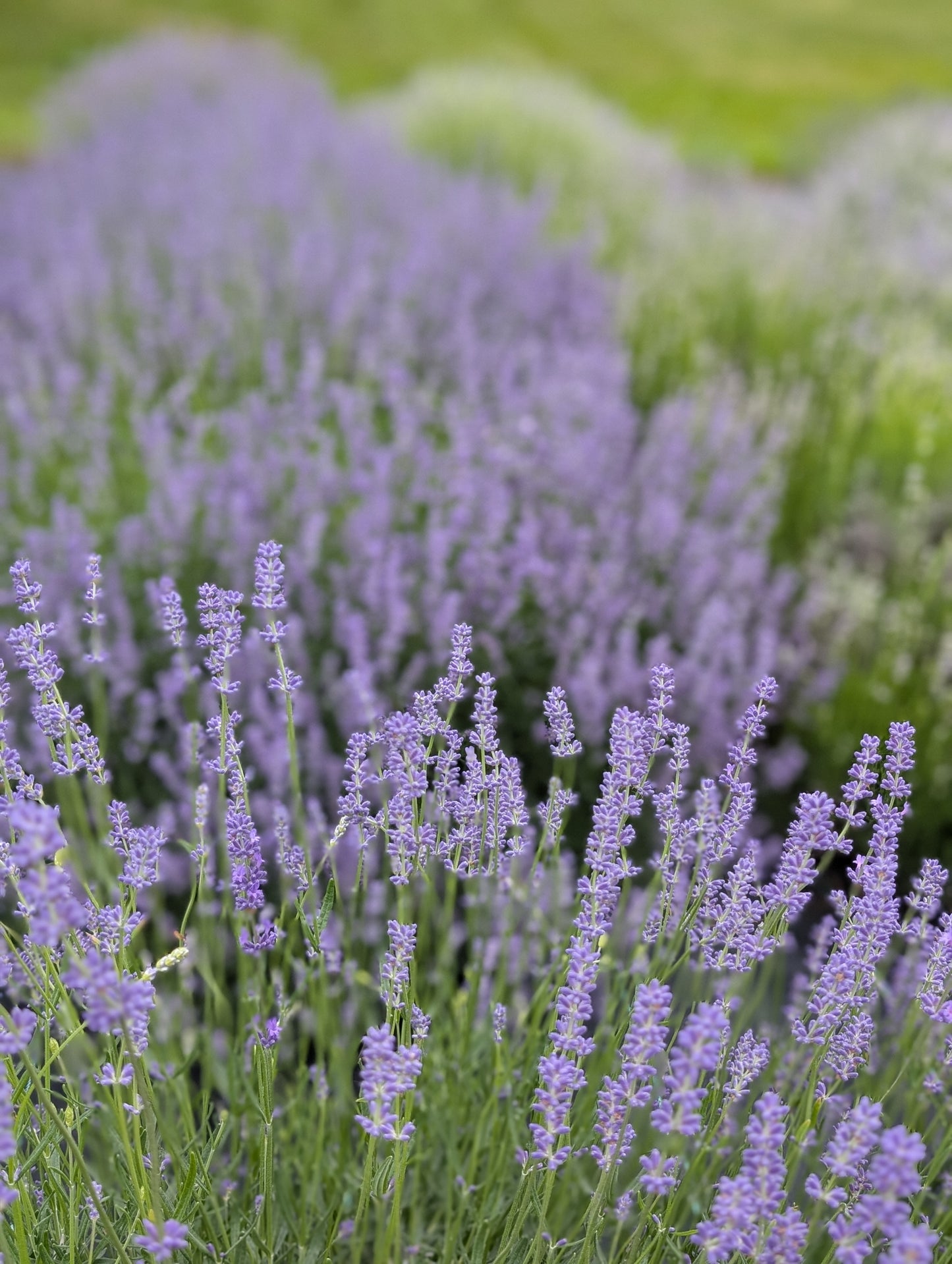 Purple lavender blooms and green stems in a field at Plainly Elegant Lavender, stretching into a blurred distance.