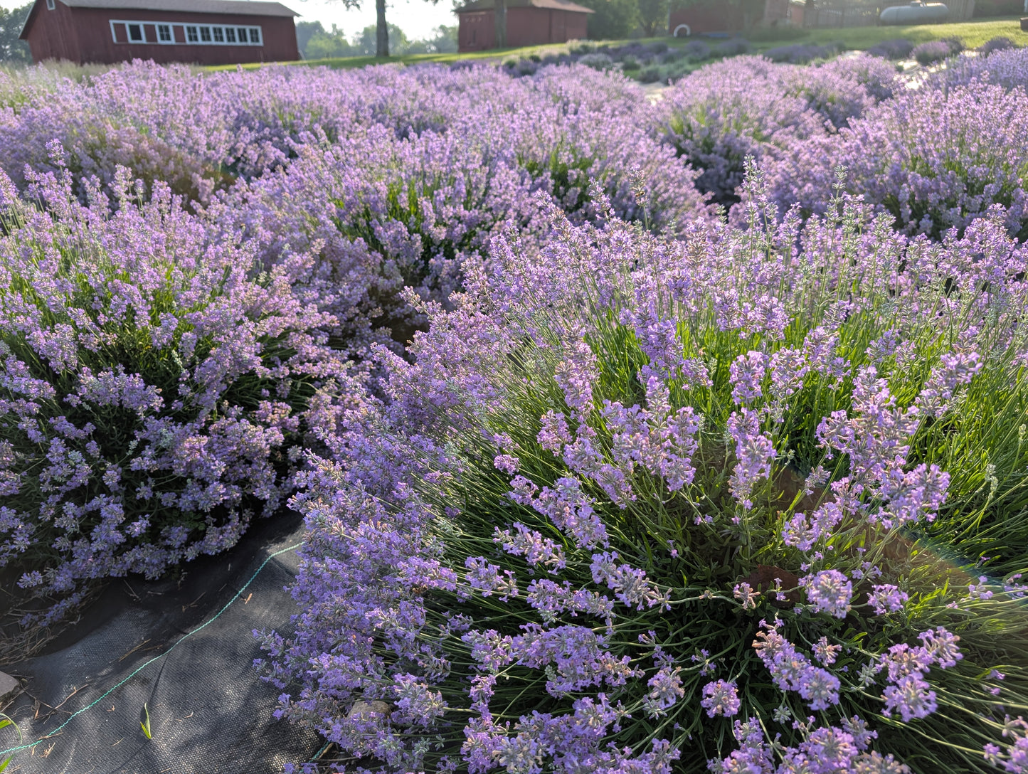Rows of purple lavender in bloom at Plainly Elegant Lavender, with red barns in the distance under a clear sky.