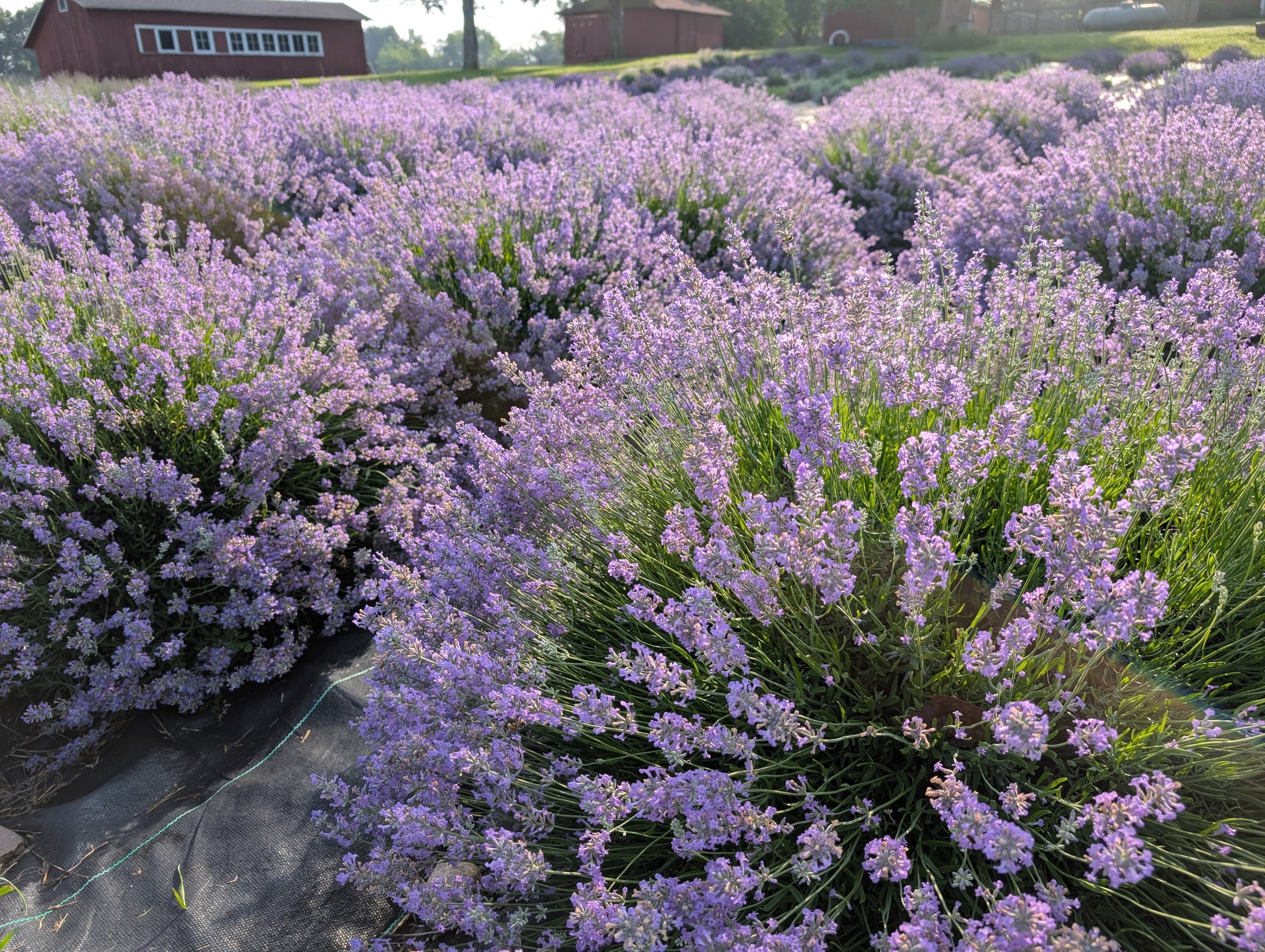 Rows of purple lavender in bloom at Plainly Elegant Lavender, with red barns in the distance under a clear sky.