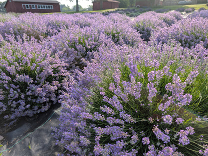 Rows of purple lavender in bloom at Plainly Elegant Lavender, with red barns in the distance under a clear sky.
