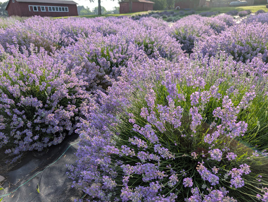 Rows of purple lavender in bloom at Plainly Elegant Lavender, with red barns in the distance under a clear sky.