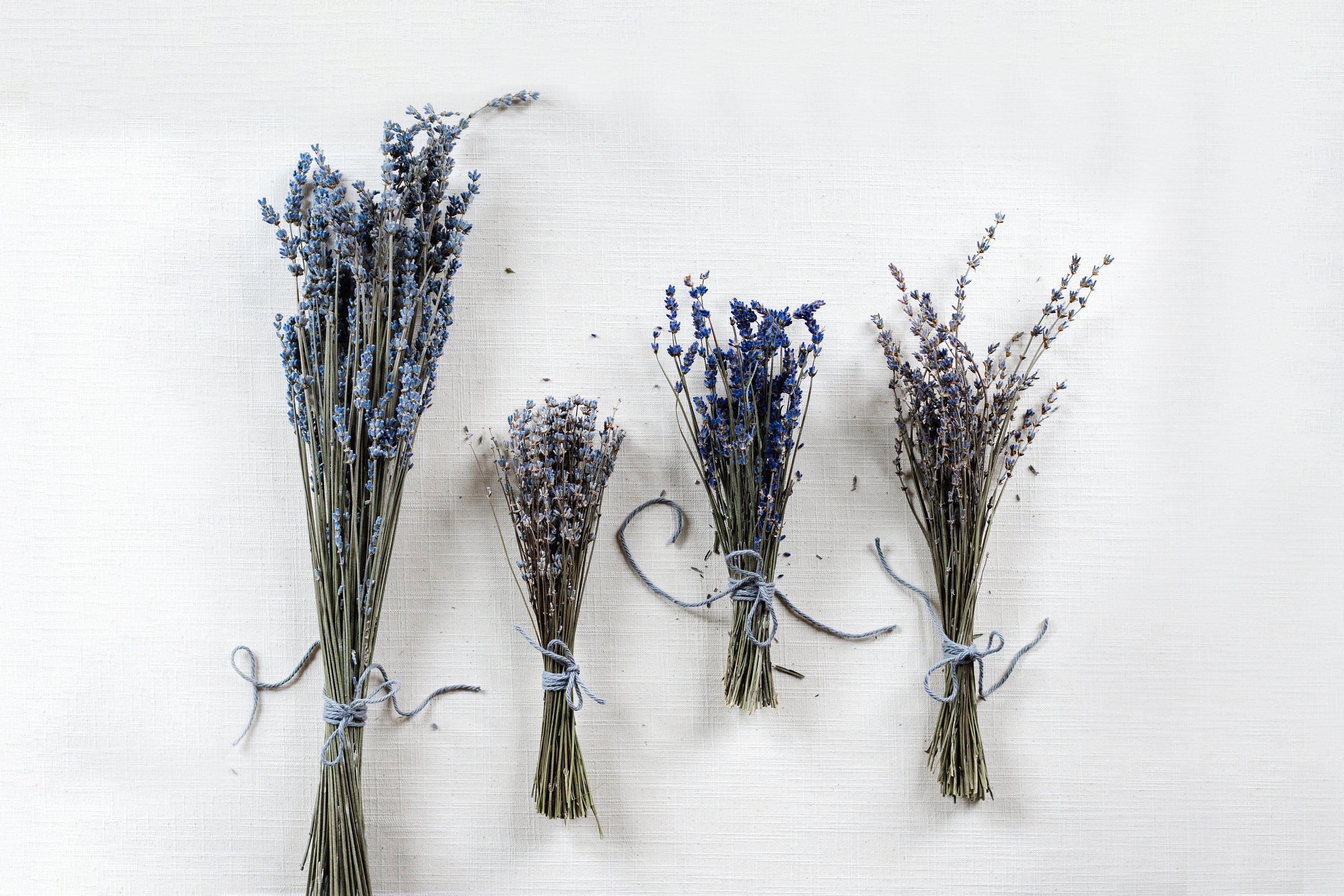 TooGet Dried Lavender Bundles - 200+ Stems, 16-18 Inch Ultra Blue, For Home Decor, Weddings, Crafts & Gifts