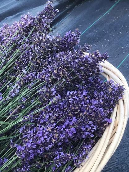 Big Time Blue dried lavender bundle