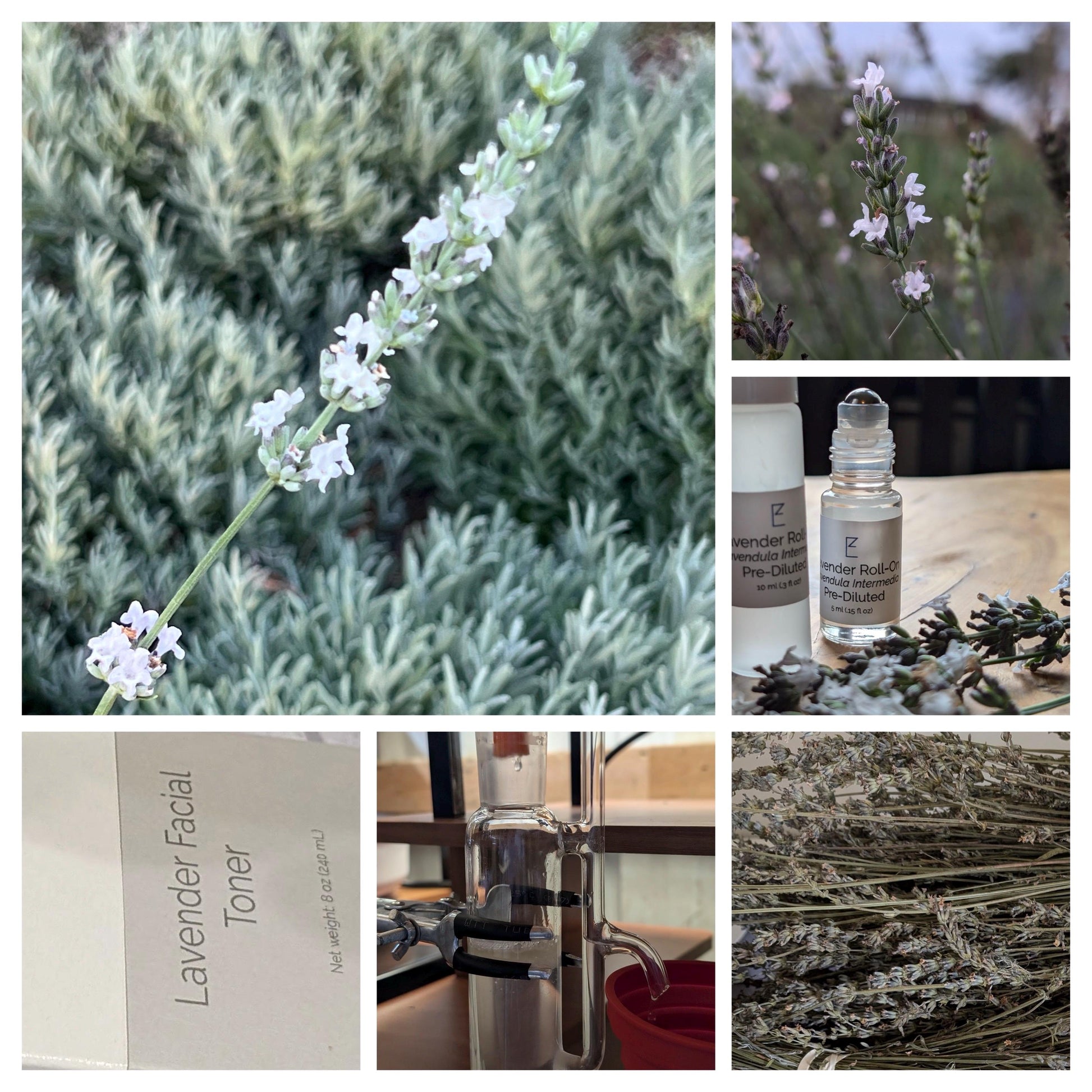 A collage of six images featuring close-ups of white lavender flowers, with a Lavender Roll-On bottle placed amidst the blooming plants and a distillation setup.