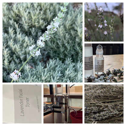 A collage of six images featuring close-ups of white lavender flowers, with a Lavender Roll-On bottle placed amidst the blooming plants and a distillation setup.