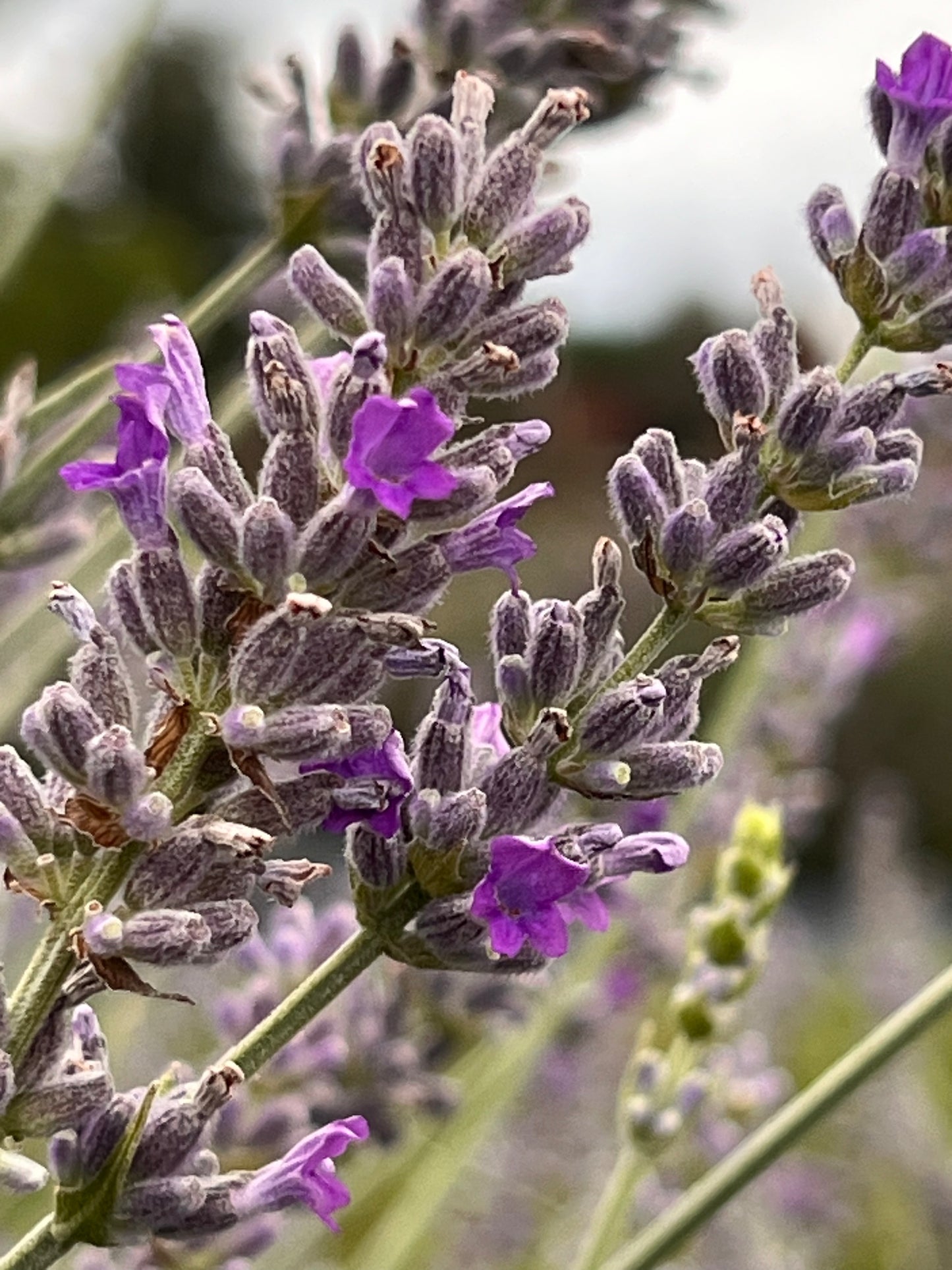 Close-up of purple lavender flowers, cultivar Silver Frost, with a blurred background
