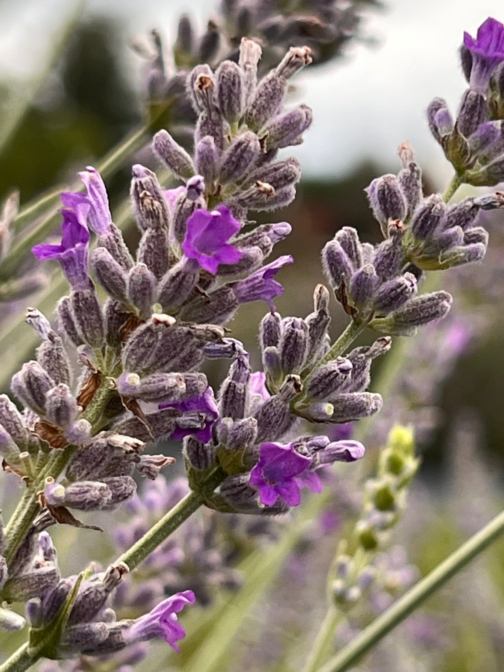 Close-up of purple lavender flowers, cultivar Silver Frost, with a blurred background