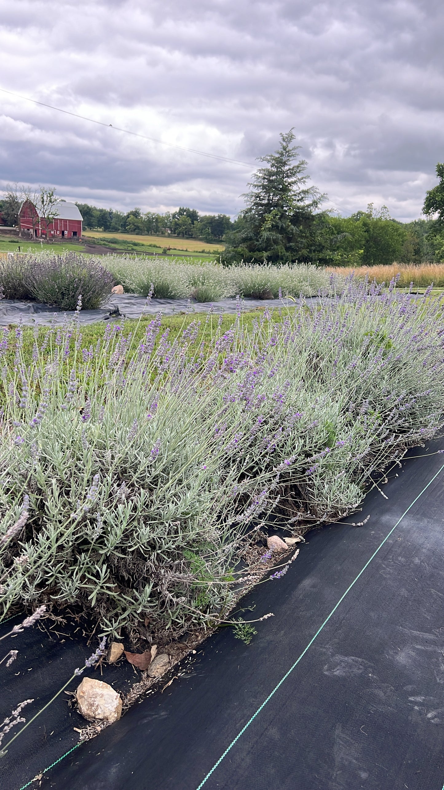 Row of lavender plants on a black mulch bed with a cloudy sky and red barn in the background.
