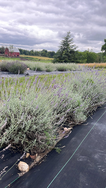 Row of lavender plants on a black mulch bed with a cloudy sky and red barn in the background.
