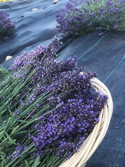 lavender in basket.jpeg